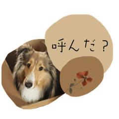 [LINEスタンプ] フィンチスタンプ