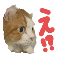 [LINEスタンプ] らんまるスタンプ参