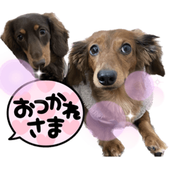 [LINEスタンプ] カニンヘン兄弟