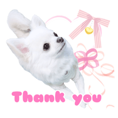 [LINEスタンプ] チワワのルル＆レオ＆シェリー vol.1