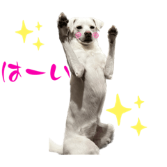 [LINEスタンプ] 保護犬ゆずちゃんの日常♡