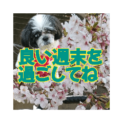 [LINEスタンプ] 愛犬とSAKURA