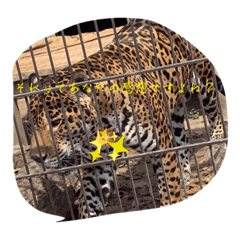 [LINEスタンプ] 表情豊かで可愛らしい動物スタンプ！〜1〜