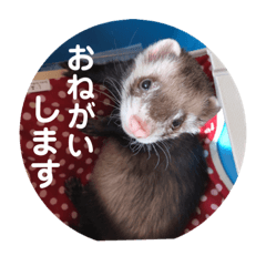 [LINEスタンプ] コテコマリ