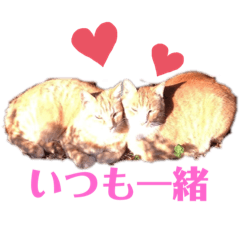 [LINEスタンプ] ぬこスタンプその2