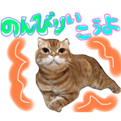 [LINEスタンプ] 和風桶猫喫茶〜個性豊かな看板猫編〜