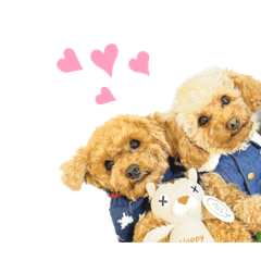 [LINEスタンプ] プードルのききろん