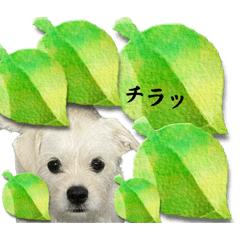 [LINEスタンプ] ペキチワぶんたのあいうえお（ときどき猫）