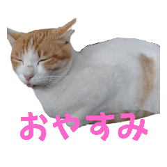 [LINEスタンプ] かわいいー猫スタンプ