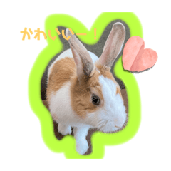 [LINEスタンプ] うさぎの中でもくこが好き！