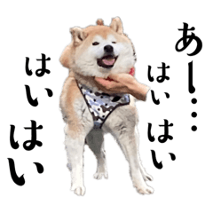 [LINEスタンプ] 柴犬くうかわいいスタンプ