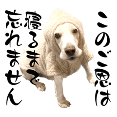 [LINEスタンプ] 名犬ジュリーちゃん