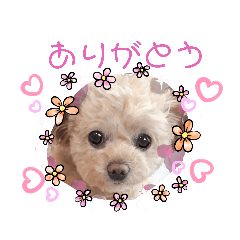 [LINEスタンプ] モカちゃん日記その8