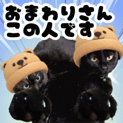 [LINEスタンプ] 動く黒猫 ハルとロビン 毒舌