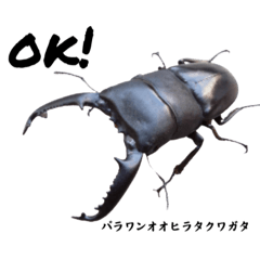 [LINEスタンプ] 世界のクワガタ、カブトムシ