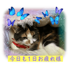 [LINEスタンプ] にゃんこの日常（ミュータン）Ver.