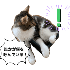 [LINEスタンプ] ノルウェージャン アルトくん