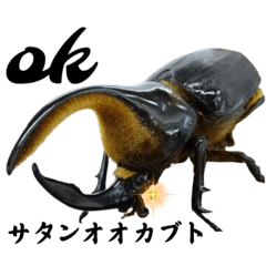 [LINEスタンプ] 世界のクワガタ、カブトムシ3