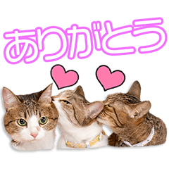 [LINEスタンプ] 熊屋家のロミ＆リュウ＆レオちゃん