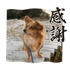 [LINEスタンプ] 愛犬キセノサトの癒しスタンプ