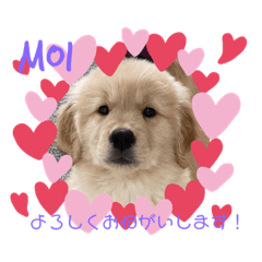 [LINEスタンプ] ゴールデンレトリーバー moi ちゃん3ヶ月