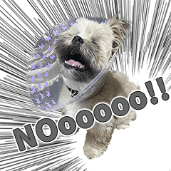 [LINEスタンプ] かわいめのわんこの日常会話