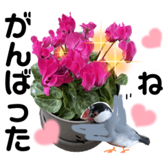 [LINEスタンプ] 桜文鳥わすけとお花でほめちぎるの巻