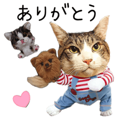 [LINEスタンプ] 小太郎ちゃんスタンプ猫