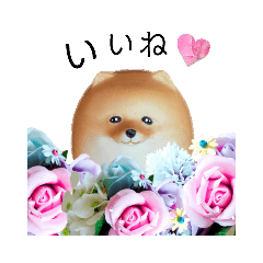 [LINEスタンプ] 最高に可愛い犬！ポメラニアン