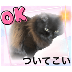 [LINEスタンプ] 黒猫 ルナ院長20にゃんめの画像（メイン）