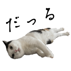 [LINEスタンプ] 万能にゃんこ  三毛猫ミーコ