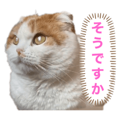 [LINEスタンプ] 猫のまなちゃん