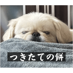 [LINEスタンプ] ペキニーズのマリネ