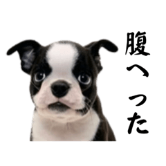 [LINEスタンプ] ワンチャンのボヤキ2