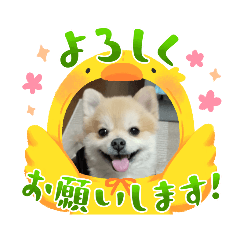 [LINEスタンプ] ポメラニアン♡うーちゃん