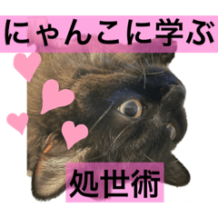 [LINEスタンプ] 黒猫 ルナ院長22にゃんめ