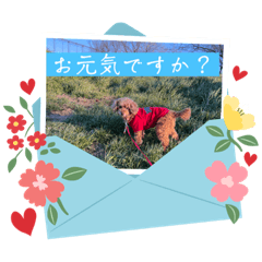 [LINEスタンプ] トイプードルのマミマミマミちゃん