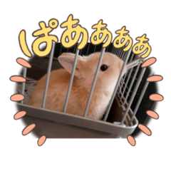 [LINEスタンプ] ネザーランドうさぎのぷりん