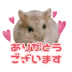 [LINEスタンプ] はむすたーがいっぱい