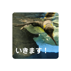 [LINEスタンプ] 海の生き物,水族館好きの為のスタンプvol.1