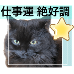 [LINEスタンプ] 黒猫 ルナ院長24にゃんめ