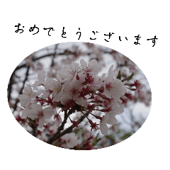 [LINEスタンプ] お花、植物の写真でスタンプ