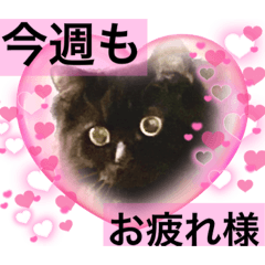 [LINEスタンプ] 黒猫 ルナ院長25にゃんめの画像（メイン）