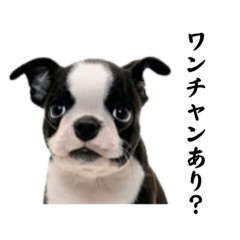 [LINEスタンプ] ワンちゃんのボヤキ 3