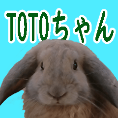 [LINEスタンプ] ★うさぎのTOTOちゃんスタンプ★日常★