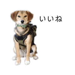 [LINEスタンプ] モンドッグ