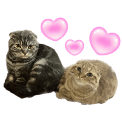 [LINEスタンプ] ふたりのねこすたんぷ