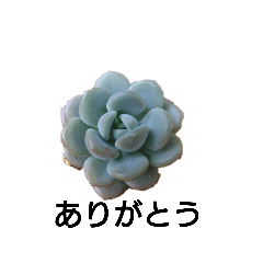 [LINEスタンプ] たにくしょくぶつの部屋