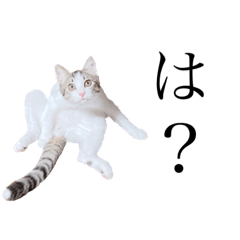 [LINEスタンプ] ねこうめ