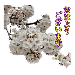 [LINEスタンプ] 桜！町の桜並木